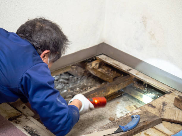 Mold Testing and Removal in Ewa Villages, HI