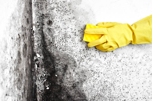 Best Mold Removal Process  in Ewa Villages, HI